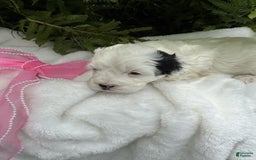Cockapoo dogs for sale: Moo Moo Girl - Image 2