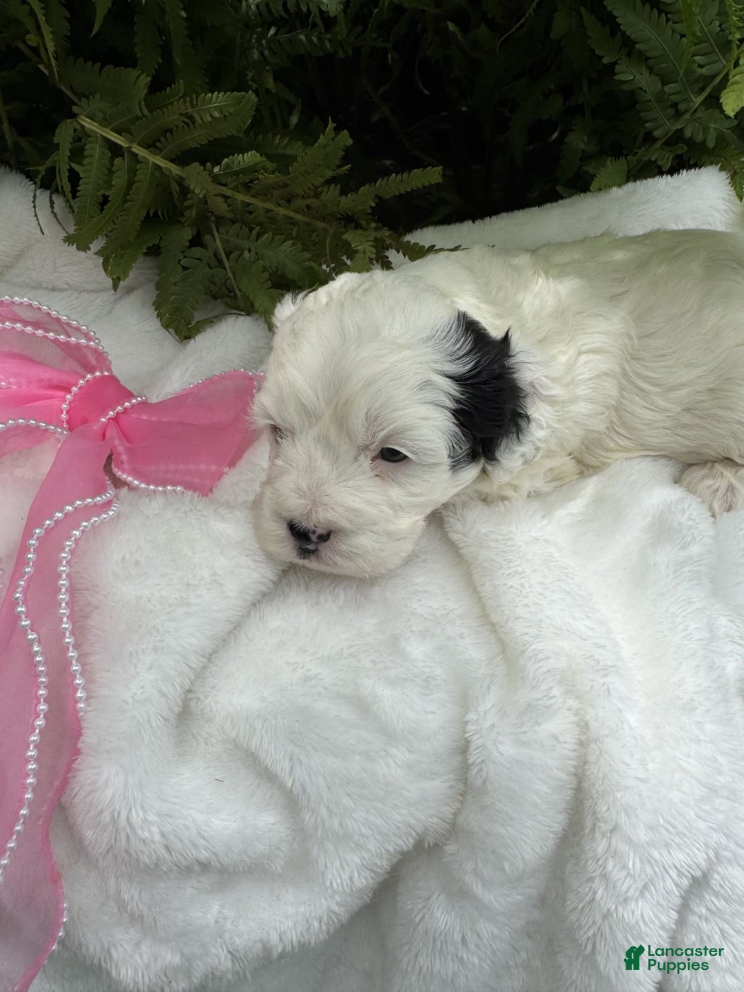 Cockapoo dogs for sale: Moo Moo Girl - Image 2