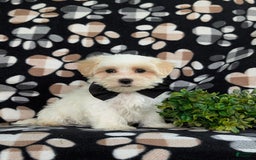 Maltese dogs for sale: Graysen - Image 9