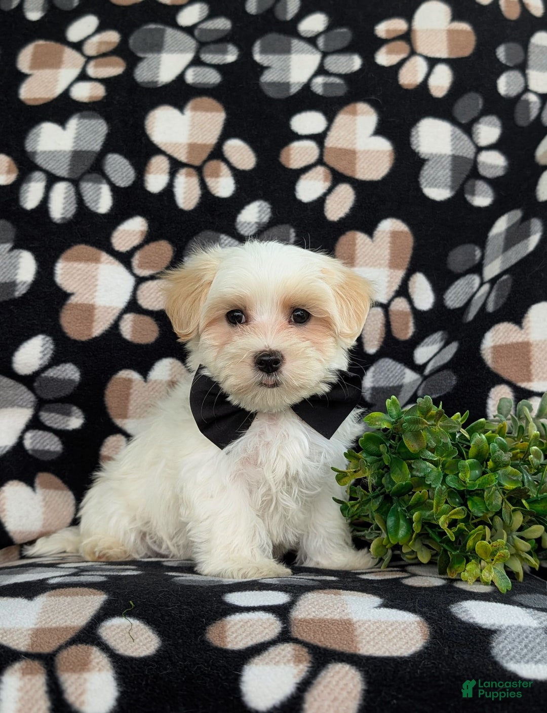 Maltese dogs for sale: Graysen - Image 9