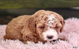 Cavapoo dogs for sale: Braxton - Image 2