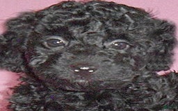 Yorkiepoo dogs for sale: Pepper - Image 10