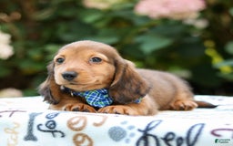 Miniature Dachshund dogs for sale: Rusty - Image 5