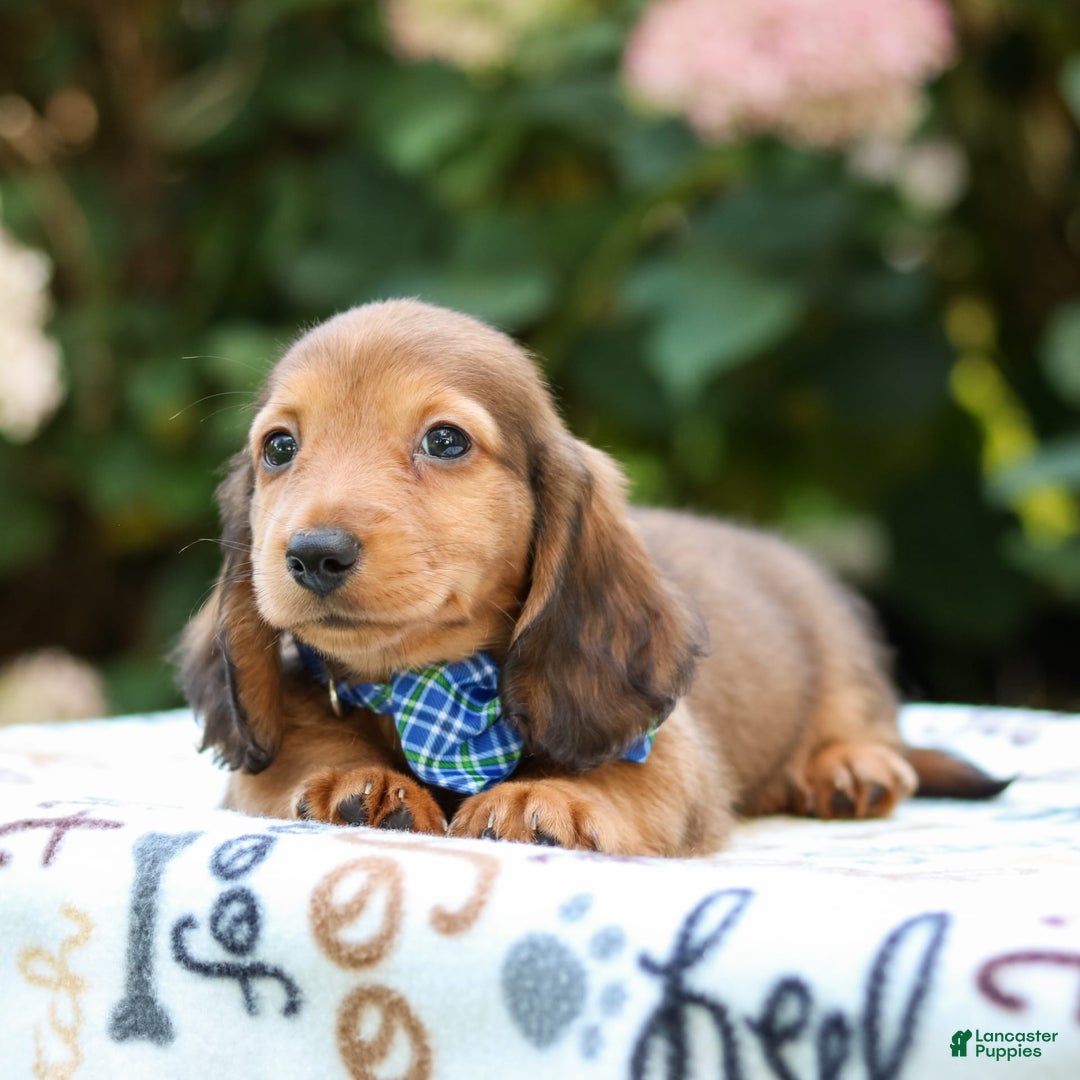 Miniature Dachshund dogs for sale: Rusty - Image 5