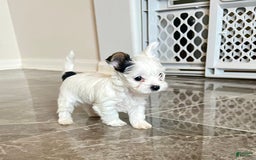 Yorkshire Terrier dogs for sale: Jasper - Image 5