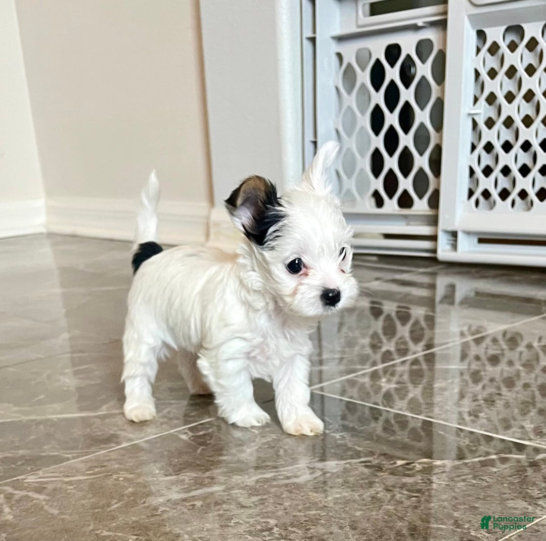 Yorkshire Terrier dogs for sale: Jasper - Image 5