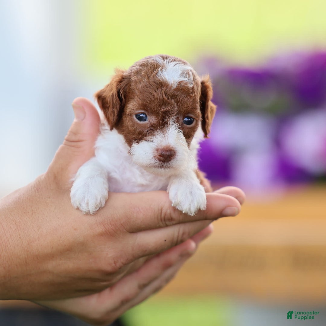 Toy Poodle dogs for sale: Cupcake - Image 5