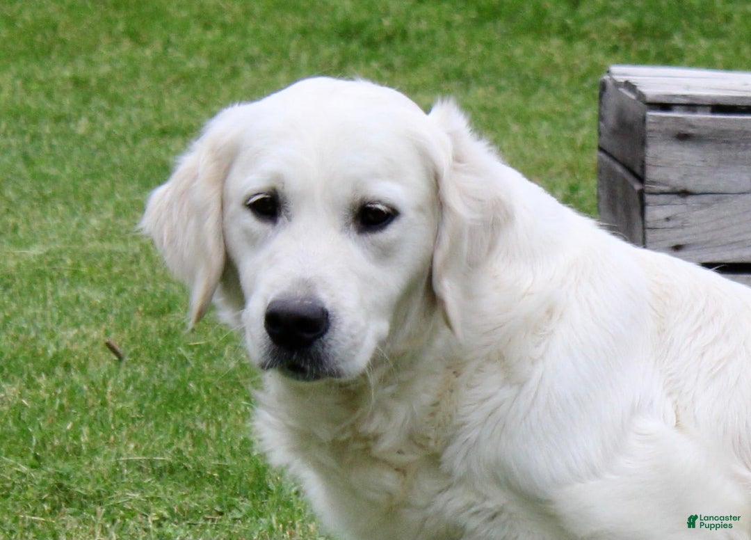 Golden Retriever dogs for sale: Harper - Image 5
