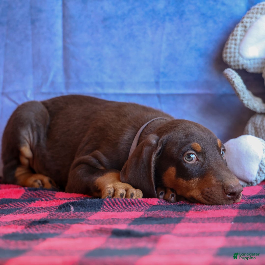 Doberman Pinscher dogs for sale: Domino - Image 3