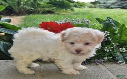 Havanese dogs for sale: Dusty - Image 4