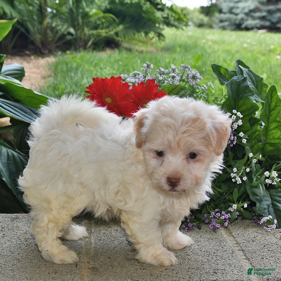 Havanese dogs for sale: Dusty - Image 4