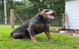 Doberman Pinscher dogs for sale: Male Puppy - Image 19