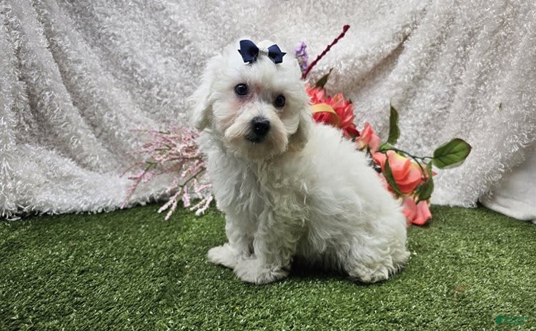 Bichon Frise dogs for sale - Ad 3