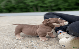 American Bully dogs for sale: Trixie - Image 8