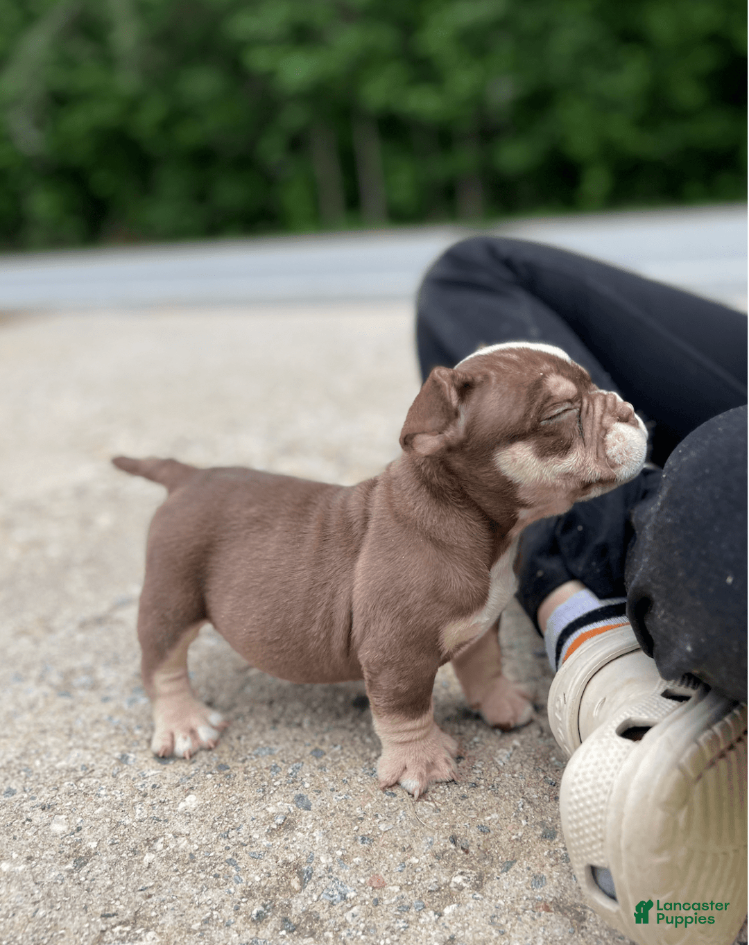 American Bully dogs for sale: Trixie - Image 8