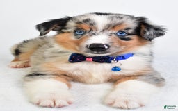 Miniature Australian Shepherd dogs for sale: Sawyer - Image 3