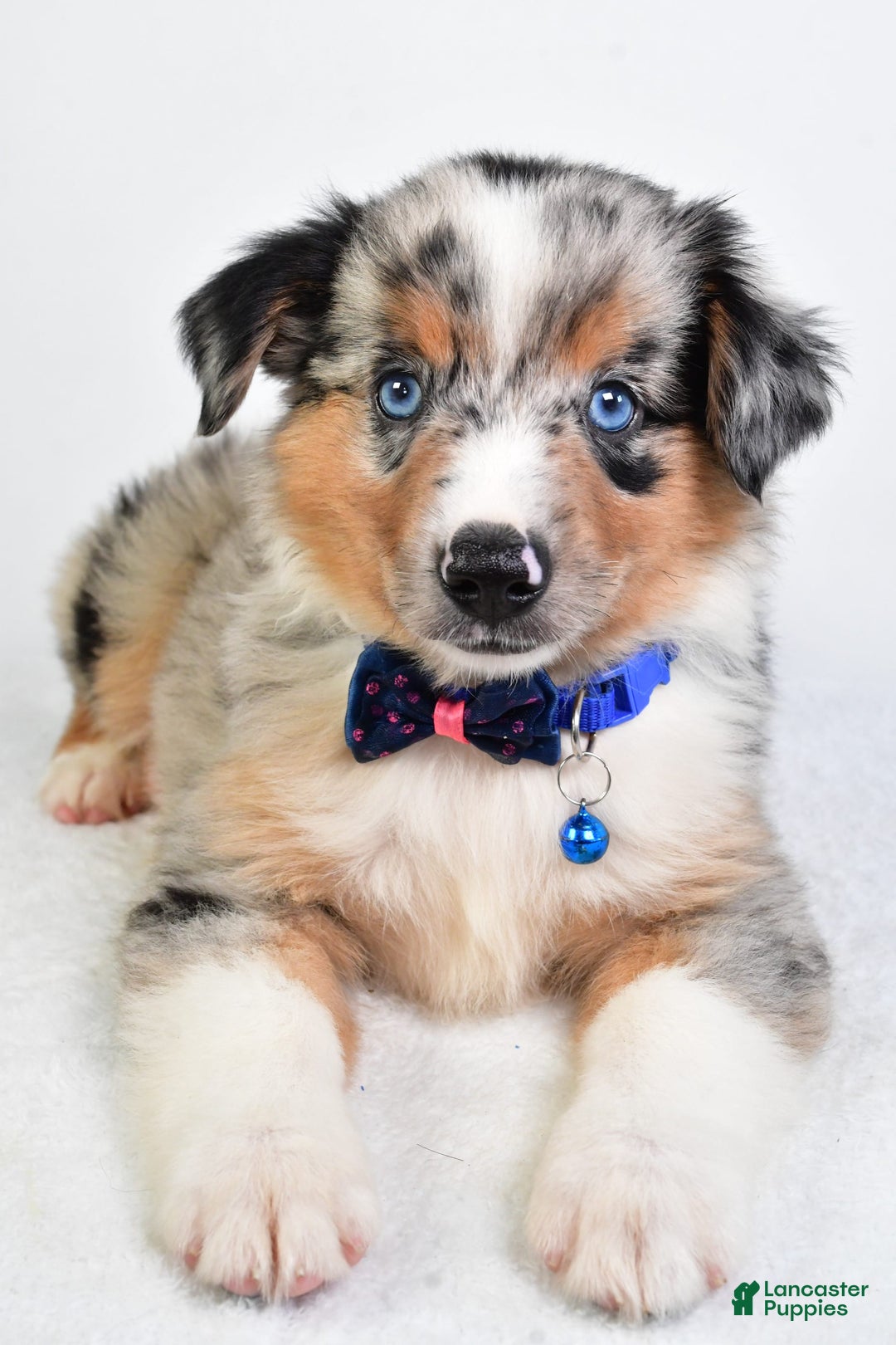 Miniature Australian Shepherd dogs for sale: Sawyer - Image 3