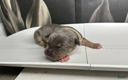 American Bully dogs for sale: Boots - Image 10