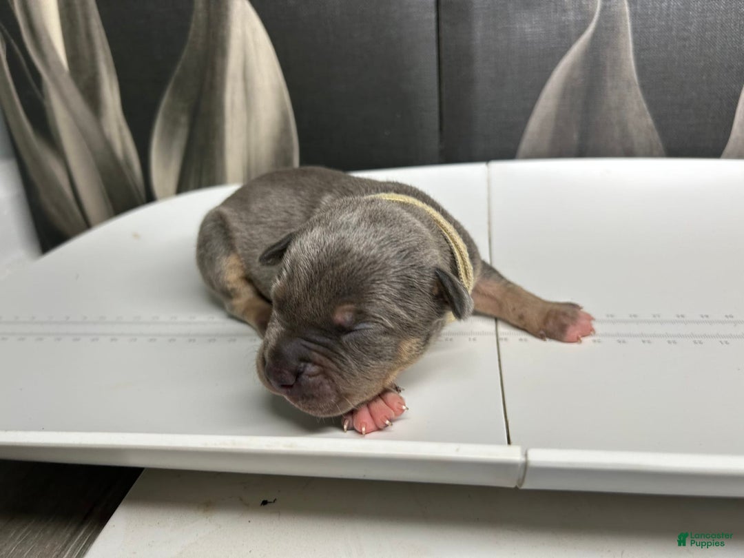 American Bully dogs for sale: Boots - Image 10