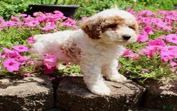Miniature Poodle dogs for sale: Charlie - Image 7