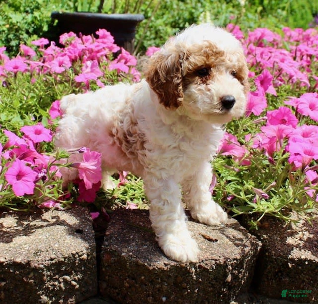 Miniature Poodle dogs for sale: Charlie - Image 7