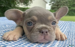 French Bulldog dogs for sale: Daisy - Image 5