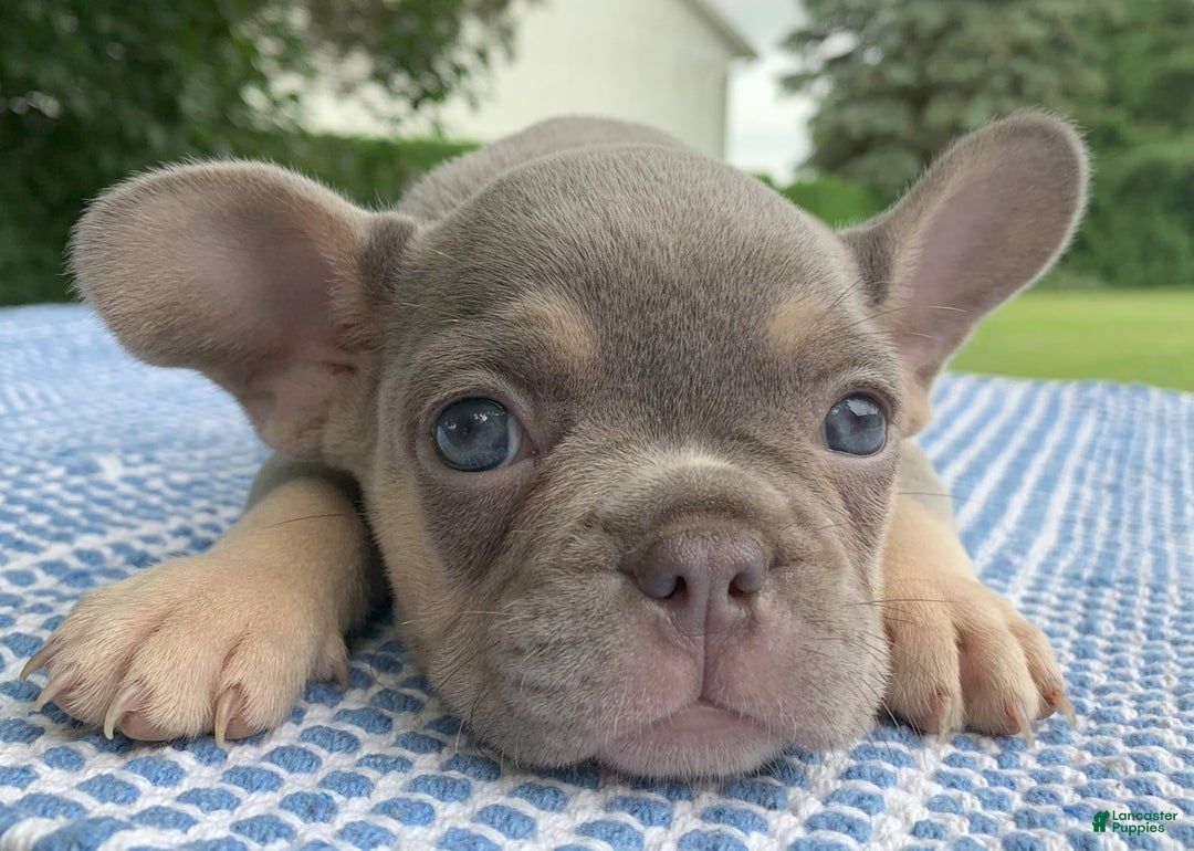 French Bulldog dogs for sale: Daisy - Image 5