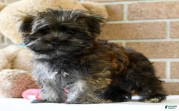 Morkie dogs for sale: Dallas - Image 8