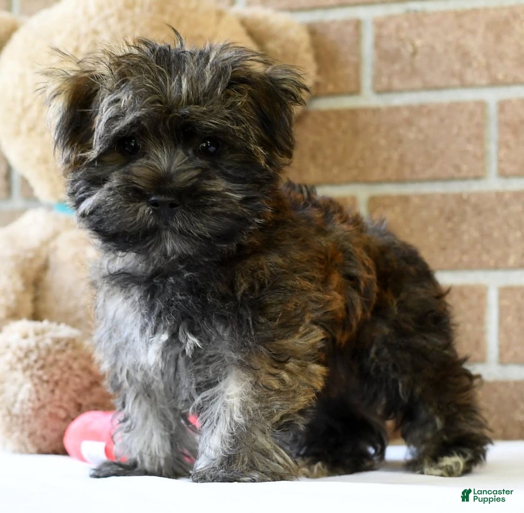 Morkie dogs for sale: Dallas - Image 8