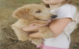 Labradoodle dogs for sale: Aria - Image 3