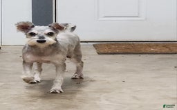 Miniature Schnauzer dogs for sale: Chelsy - Image 4