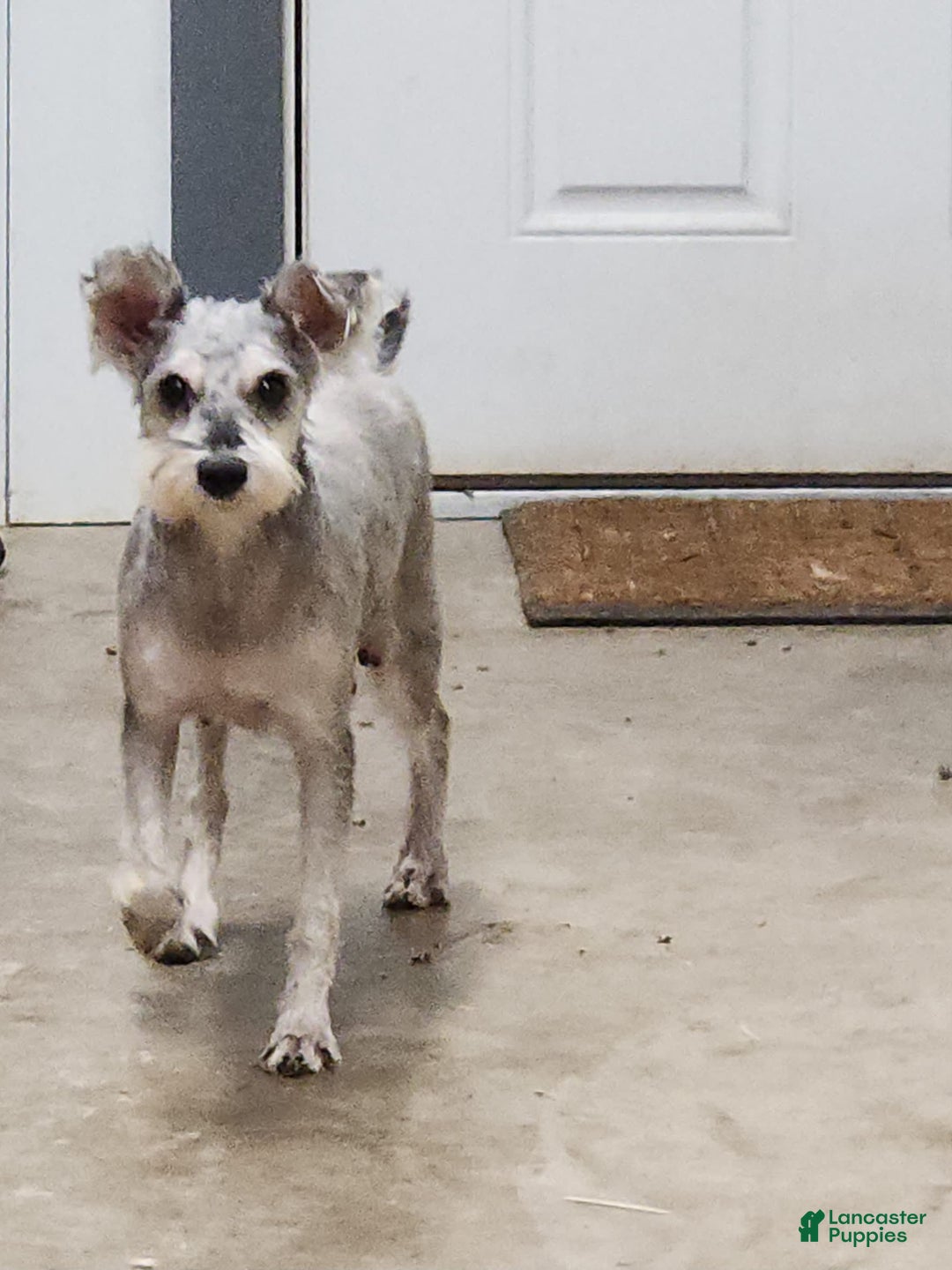 Miniature Schnauzer dogs for sale: Chelsy - Image 4