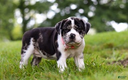Beabull dogs for sale: Carrie - Image 2