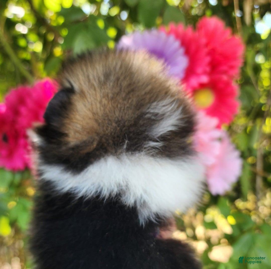 Pomeranian dogs for sale: Nirvana - Image 22