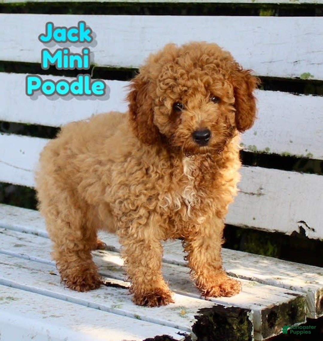 Miniature Poodle dogs for sale: Jack - Image 1