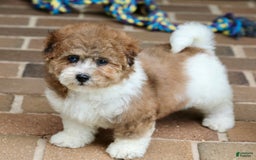 Shihpoo dogs for sale: Sophie - Image 2