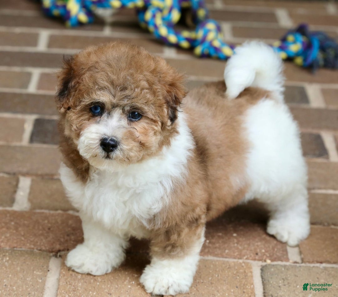 Shihpoo dogs for sale: Sophie - Image 2