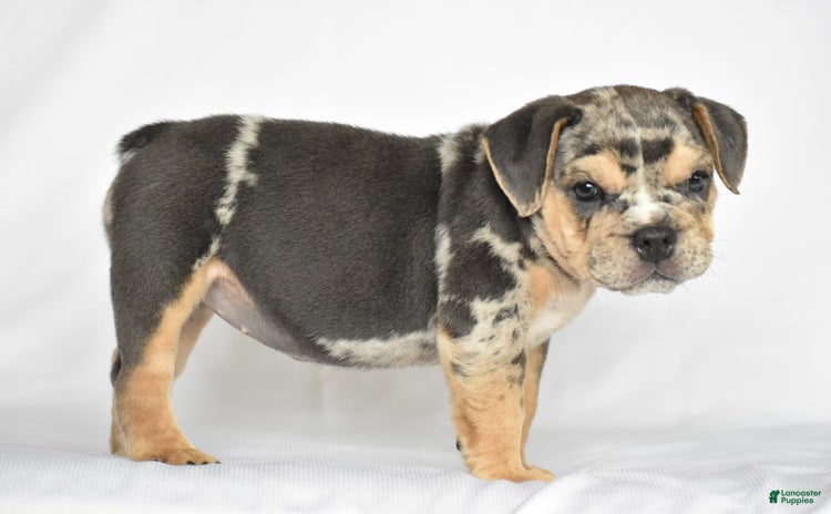 Beabull dogs for sale - Ad 1