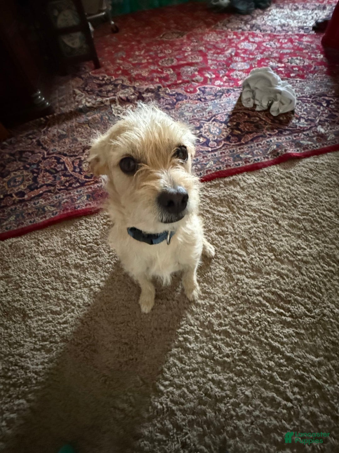 Border Terrier dogs for sale: Benji - Image 2