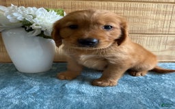 Golden Retriever dogs for sale: Lola - Image 10