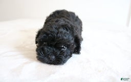 Shihpoo dogs for sale: Layla - Image 10