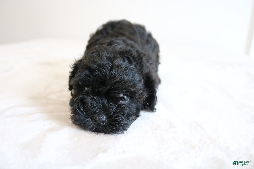 Shihpoo dogs for sale: Layla - Image 10