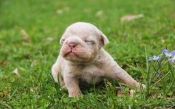 English Bulldog dogs for sale: Turbo - Image 16