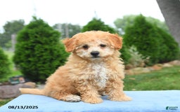 Bichpoo dogs for sale: Annie - Image 1