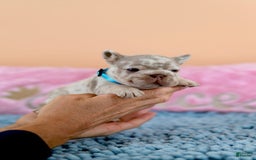 French Bulldog dogs for sale: Dante - Image 5