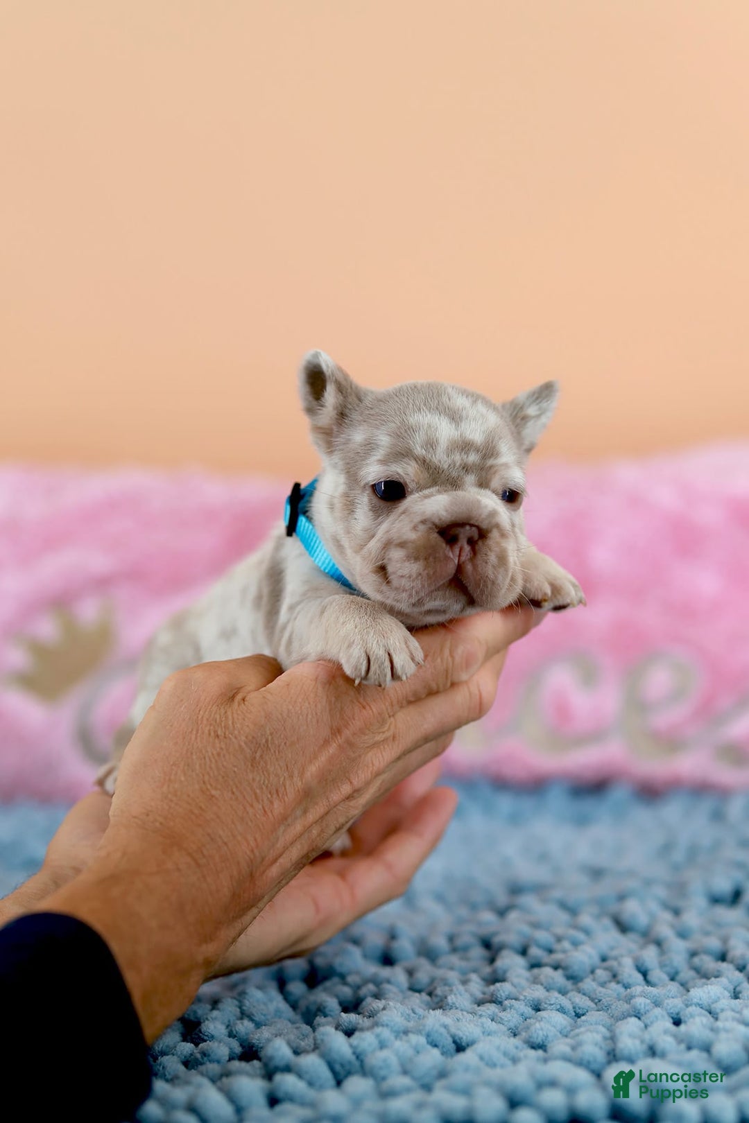 French Bulldog dogs for sale: Dante - Image 5
