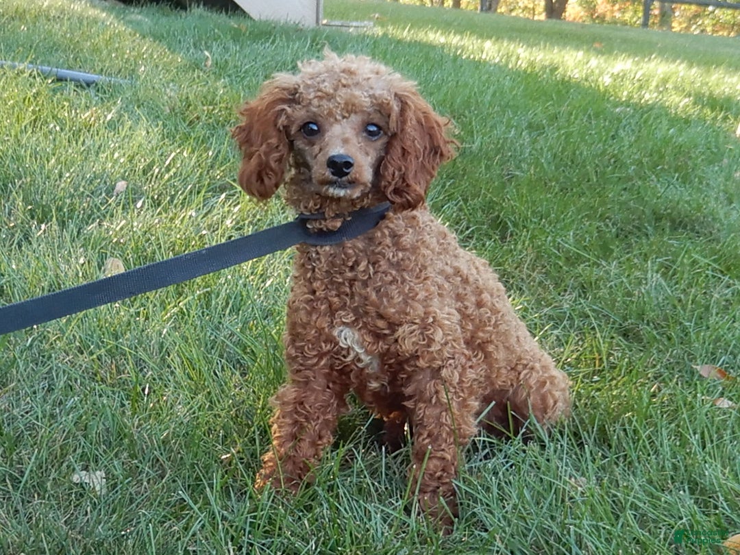 Cavapoo dogs for sale: Penny - Image 9