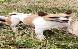 Rat Terrier dogs for sale: Bella - Image 8