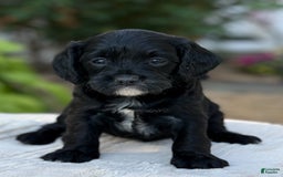 Cavapoo dogs for sale: Lucy - Image 5