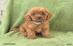 Cavapoo dogs for sale: Rascal - Image 3